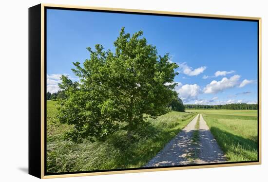 Scenery, path, common oak, Quercus robur, heaven, blue, spring-David & Micha Sheldon-Framed Premier Image Canvas