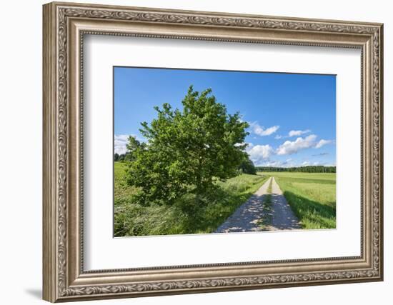 Scenery, path, common oak, Quercus robur, heaven, blue, spring-David & Micha Sheldon-Framed Photographic Print