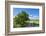 Scenery, path, common oak, Quercus robur, heaven, blue, spring-David & Micha Sheldon-Framed Photographic Print