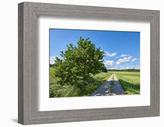 Scenery, path, common oak, Quercus robur, heaven, blue, spring-David & Micha Sheldon-Framed Photographic Print