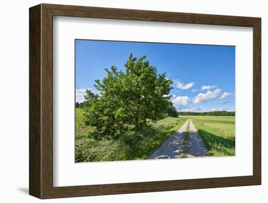 Scenery, path, common oak, Quercus robur, heaven, blue, spring-David & Micha Sheldon-Framed Photographic Print