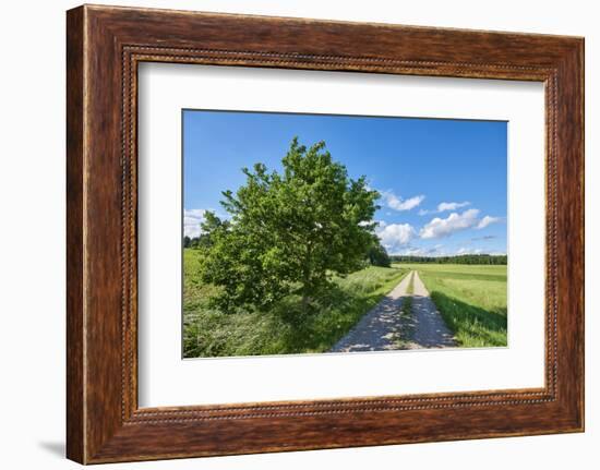 Scenery, path, common oak, Quercus robur, heaven, blue, spring-David & Micha Sheldon-Framed Photographic Print