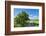 Scenery, path, common oak, Quercus robur, heaven, blue, spring-David & Micha Sheldon-Framed Photographic Print