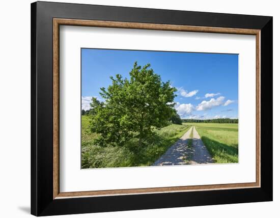 Scenery, path, common oak, Quercus robur, heaven, blue, spring-David & Micha Sheldon-Framed Photographic Print