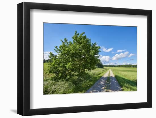 Scenery, path, common oak, Quercus robur, heaven, blue, spring-David & Micha Sheldon-Framed Photographic Print