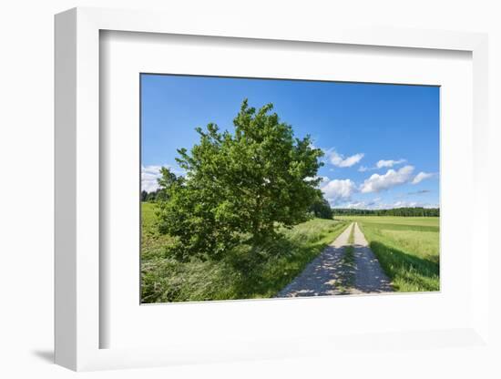 Scenery, path, common oak, Quercus robur, heaven, blue, spring-David & Micha Sheldon-Framed Photographic Print