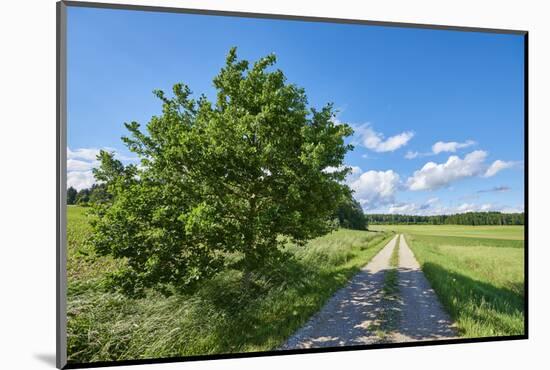 Scenery, path, common oak, Quercus robur, heaven, blue, spring-David & Micha Sheldon-Mounted Photographic Print