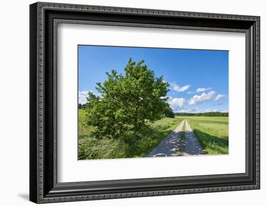 Scenery, path, common oak, Quercus robur, heaven, blue, spring-David & Micha Sheldon-Framed Photographic Print