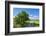 Scenery, path, common oak, Quercus robur, heaven, blue, spring-David & Micha Sheldon-Framed Photographic Print