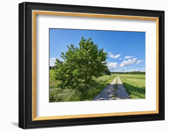 Scenery, path, common oak, Quercus robur, heaven, blue, spring-David & Micha Sheldon-Framed Photographic Print