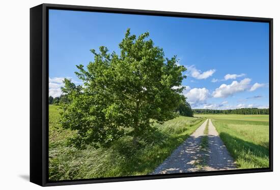 Scenery, path, common oak, Quercus robur, heaven, blue, spring-David & Micha Sheldon-Framed Stretched Canvas