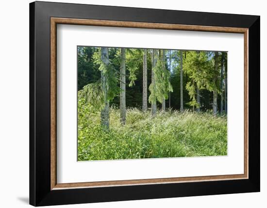 Scenery, spruce forest, Picea abies, trunks-David & Micha Sheldon-Framed Photographic Print