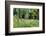 Scenery, spruce forest, Picea abies, trunks-David & Micha Sheldon-Framed Photographic Print