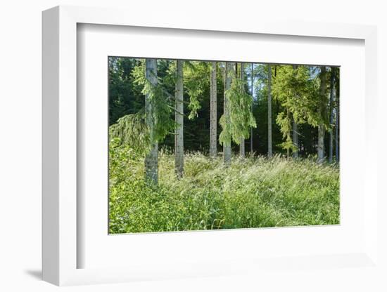 Scenery, spruce forest, Picea abies, trunks-David & Micha Sheldon-Framed Photographic Print