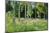 Scenery, spruce forest, Picea abies, trunks-David & Micha Sheldon-Mounted Photographic Print