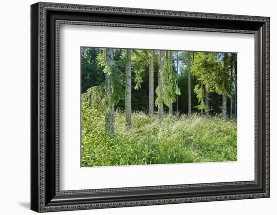 Scenery, spruce forest, Picea abies, trunks-David & Micha Sheldon-Framed Photographic Print