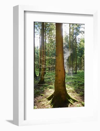 Scenery, spruce forest, Picea abies, trunks-David & Micha Sheldon-Framed Photographic Print