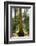 Scenery, spruce forest, Picea abies, trunks-David & Micha Sheldon-Framed Photographic Print