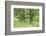 Scenery, way, wood, black alder, Alnus glutinosa, spring-David & Micha Sheldon-Framed Photographic Print