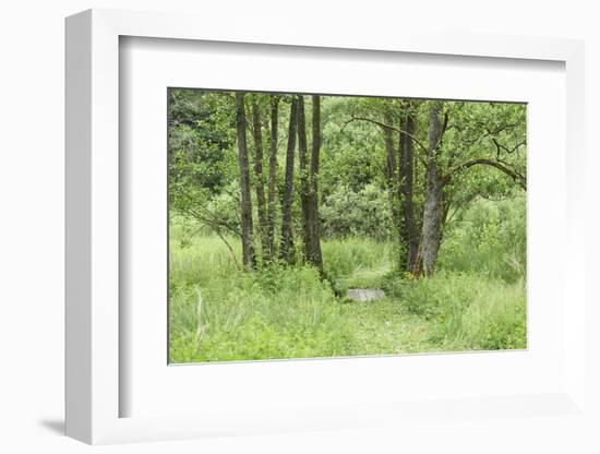 Scenery, way, wood, black alder, Alnus glutinosa, spring-David & Micha Sheldon-Framed Photographic Print