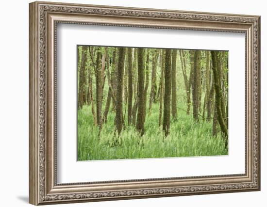 Scenery, wood, black alder, Alnus glutinosa, spring-David & Micha Sheldon-Framed Photographic Print