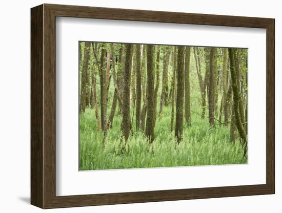 Scenery, wood, black alder, Alnus glutinosa, spring-David & Micha Sheldon-Framed Photographic Print