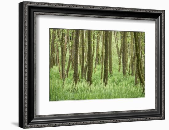 Scenery, wood, black alder, Alnus glutinosa, spring-David & Micha Sheldon-Framed Photographic Print