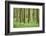 Scenery, wood, black alder, Alnus glutinosa, spring-David & Micha Sheldon-Framed Photographic Print