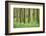 Scenery, wood, black alder, Alnus glutinosa, spring-David & Micha Sheldon-Framed Photographic Print