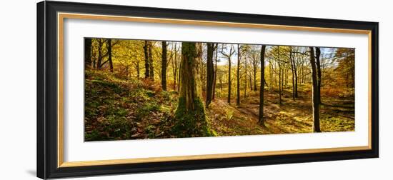 Scenic autumn forest, Grasmere, Lake District, Cumbria, England, United Kingdom-Panoramic Images-Framed Photographic Print