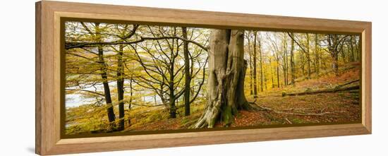 Scenic autumn forest, Grasmere, Lake District, Cumbria, England, United Kingdom-Panoramic Images-Framed Premier Image Canvas