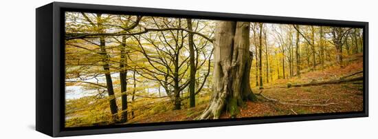Scenic autumn forest, Grasmere, Lake District, Cumbria, England, United Kingdom-Panoramic Images-Framed Premier Image Canvas