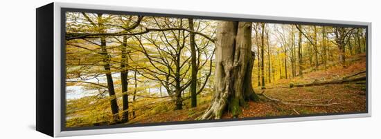 Scenic autumn forest, Grasmere, Lake District, Cumbria, England, United Kingdom-Panoramic Images-Framed Premier Image Canvas