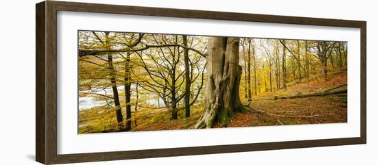 Scenic autumn forest, Grasmere, Lake District, Cumbria, England, United Kingdom-Panoramic Images-Framed Photographic Print