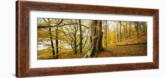 Scenic autumn forest, Grasmere, Lake District, Cumbria, England, United Kingdom-Panoramic Images-Framed Photographic Print