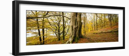 Scenic autumn forest, Grasmere, Lake District, Cumbria, England, United Kingdom-Panoramic Images-Framed Photographic Print