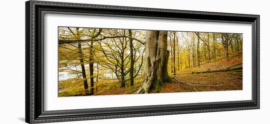 Scenic autumn forest, Grasmere, Lake District, Cumbria, England, United Kingdom-Panoramic Images-Framed Photographic Print