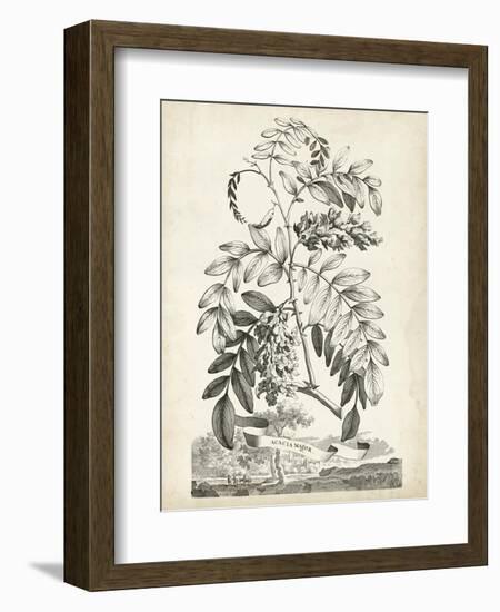 Scenic Botanical I-Abraham Munting-Framed Art Print