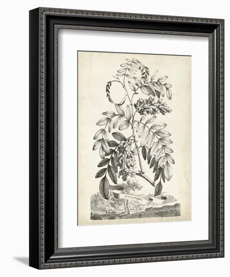 Scenic Botanical I-Abraham Munting-Framed Art Print