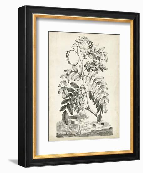 Scenic Botanical I-Abraham Munting-Framed Art Print