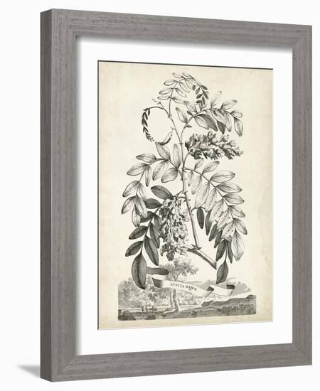 Scenic Botanical I-Abraham Munting-Framed Art Print