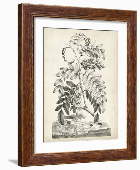 Scenic Botanical I-Abraham Munting-Framed Art Print