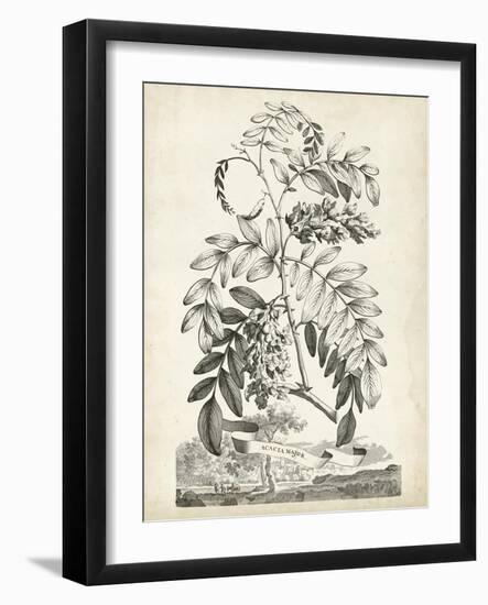 Scenic Botanical I-Abraham Munting-Framed Art Print