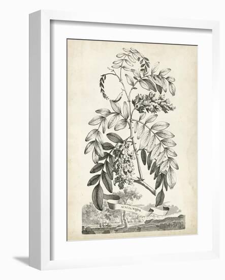 Scenic Botanical I-Abraham Munting-Framed Art Print