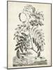 Scenic Botanical I-Abraham Munting-Mounted Art Print