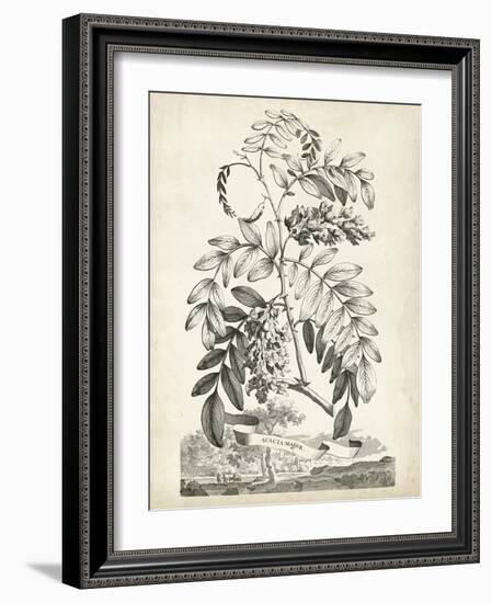 Scenic Botanical I-Abraham Munting-Framed Art Print