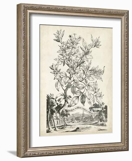 Scenic Botanical II-Abraham Munting-Framed Art Print