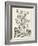 Scenic Botanical II-Abraham Munting-Framed Art Print