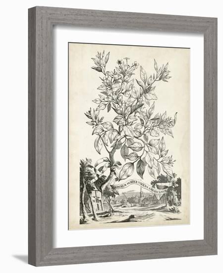 Scenic Botanical II-Abraham Munting-Framed Art Print