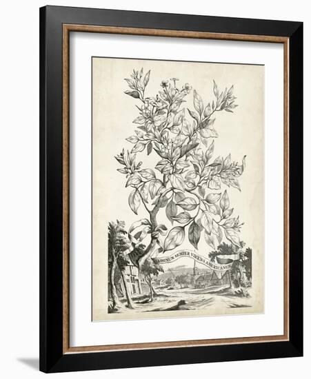 Scenic Botanical II-Abraham Munting-Framed Art Print